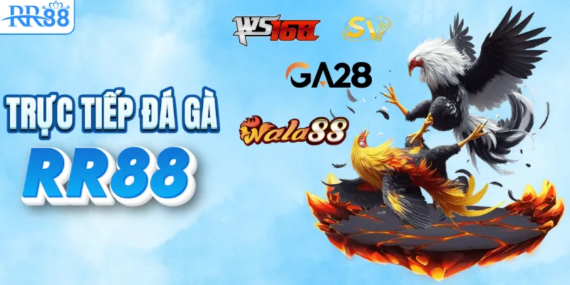 TRANG CHỦ RR88 23 Đá gà lịch thi đấu mới nhất